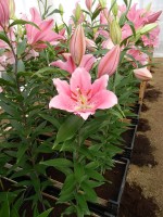 [4295 Benson VH No101.JPG]